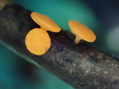 紅硬雙頭孢菌 紅硬雙頭孢菌