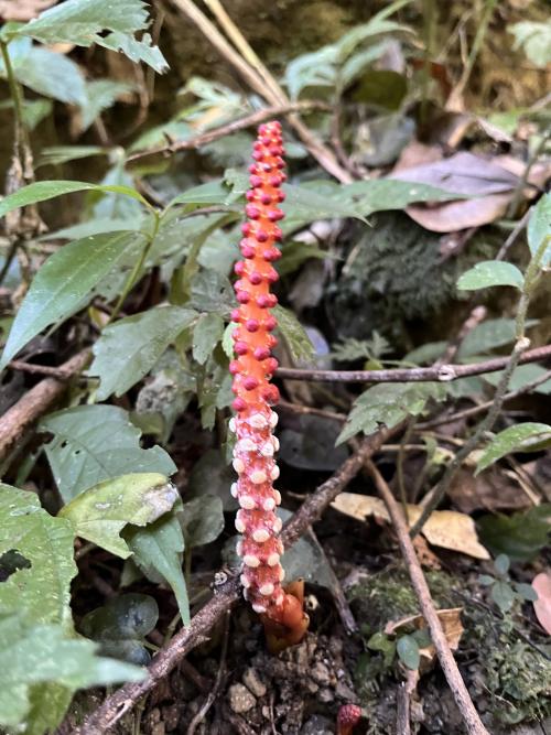 穗花蛇菰