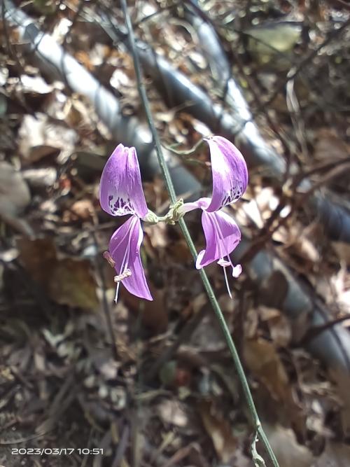 槍刀菜