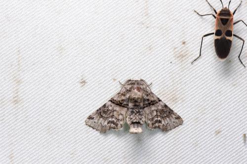 Aplotelia diplographa