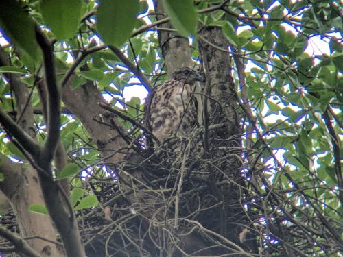 鳳頭蒼鷹 鳳頭蒼鷹