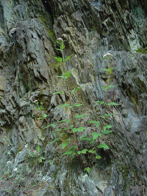 台灣澤蘭