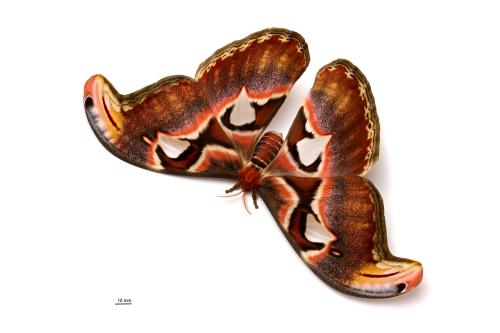 Attacus atlas atlas Attacus atlas atlas