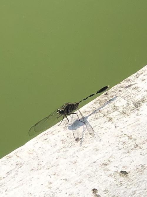 狹腹灰蜻 (杜松蜻蜓) 狹腹灰蜻 (杜松蜻蜓)