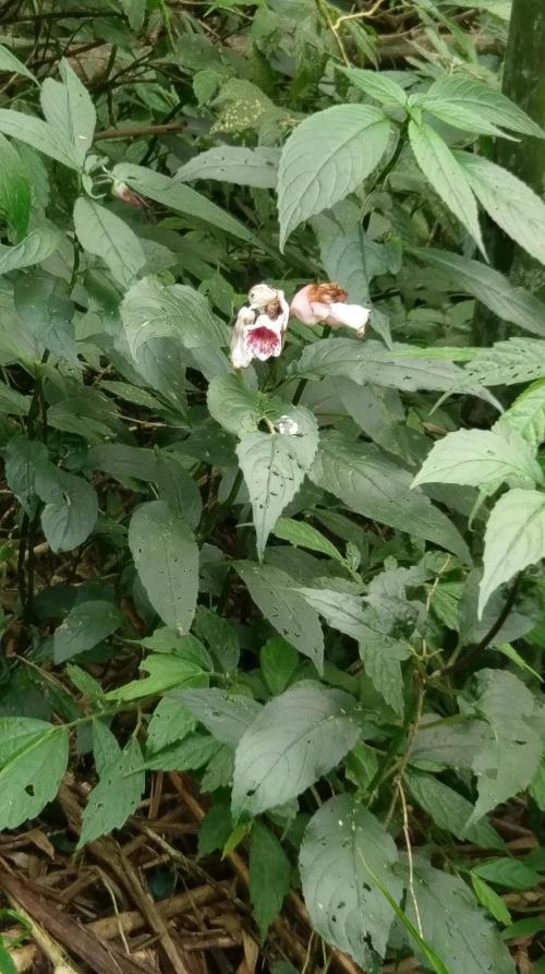角桐草 角桐草