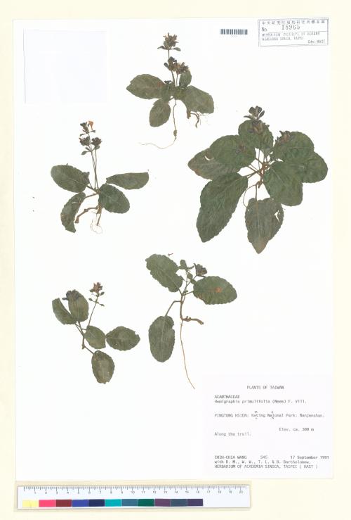 HAST 00018965