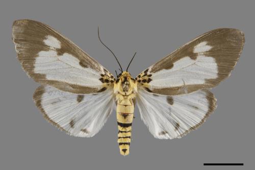 Asota plana lacteata[長斑擬燈蛾][00120157]