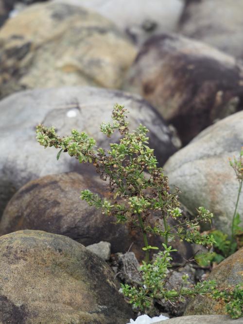 野甘草