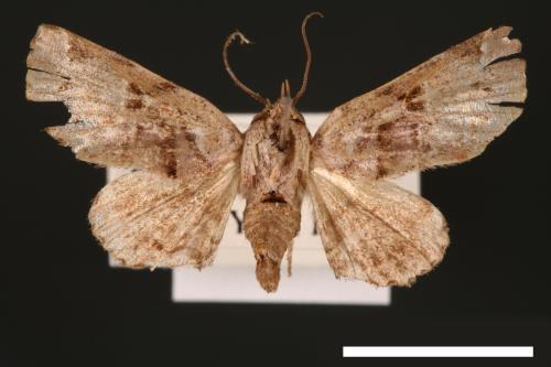 Atacira affinis[00003779]