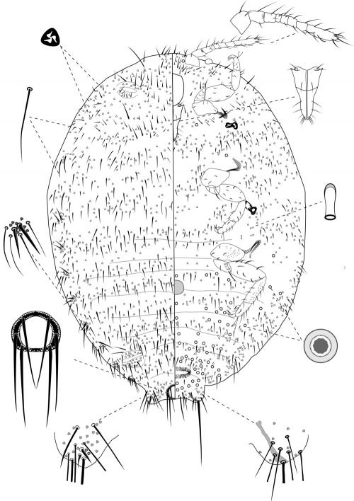 Crisicoccus chiponensis (Takahashi, 1939)