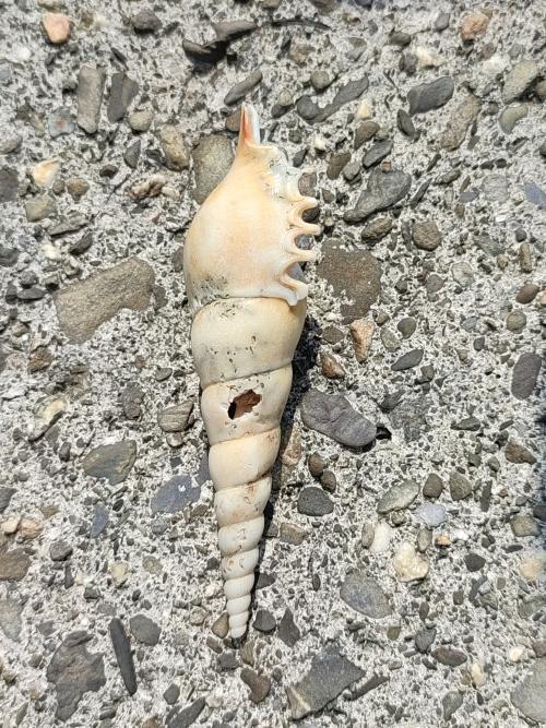 Spindle Tibia