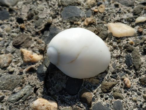 Pear-shaped Sand Snail