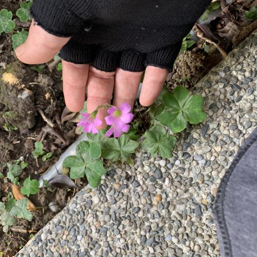 紅花酢漿草 (紫花酢漿草)