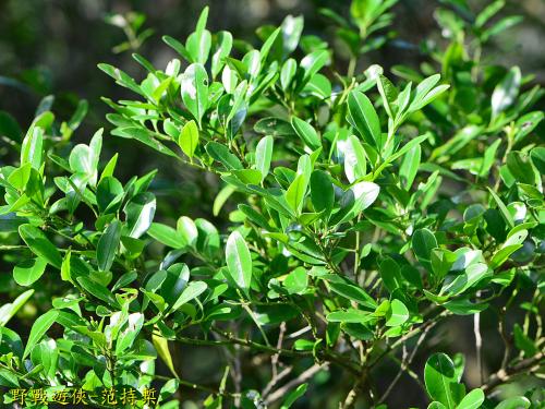 倒卵葉冬青 倒卵葉冬青