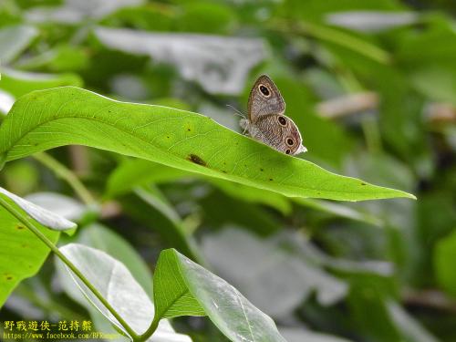 台灣波紋蛇目蝶 台灣波紋蛇目蝶
