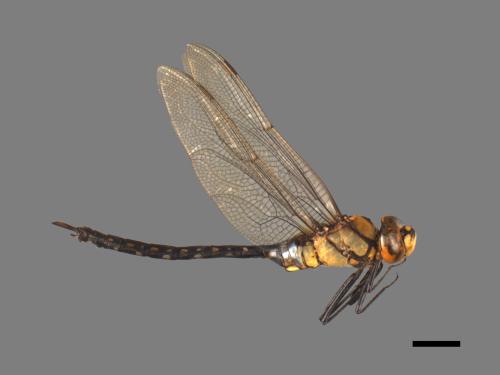 Anax nigrofasciatus nigrofasciatus[烏帶晏蜓][00103438]