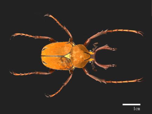 Dicranocephalus bourgoini[台灣鹿角金龜][00080246]