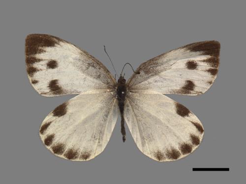 Pieris canidia[臺灣紋白蝶][00088012]