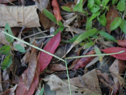兩耳草 兩耳草