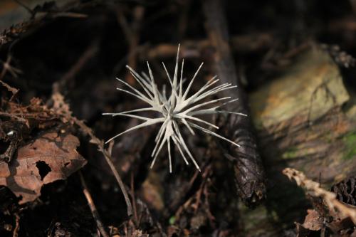 Xylaria tentaculata Xylaria tentaculata