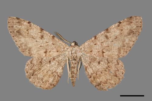 Hypomecis cineracea[齒紋灰褐尺蛾][00033743]