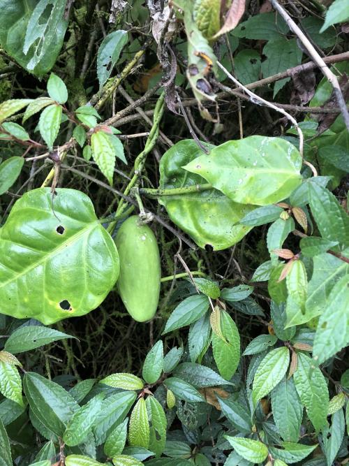 臺灣牛嬭菜 臺灣牛嬭菜