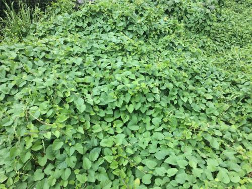 盒果藤