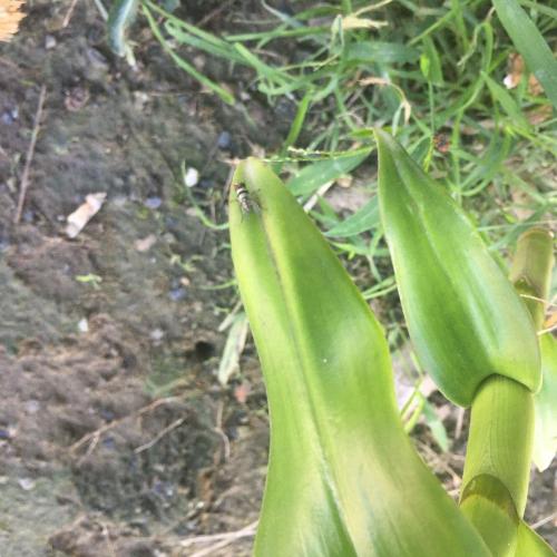 橫帶花蠅