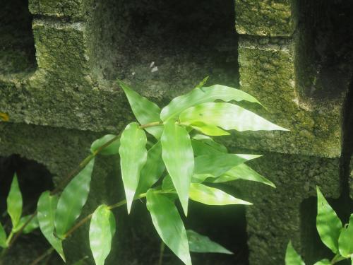 竹葉草