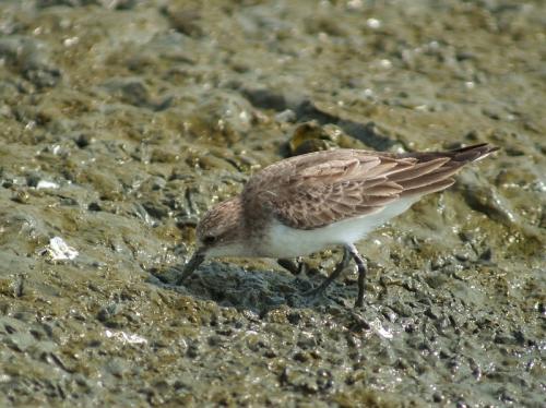 20090813_380219_red-necked_Stint_PA121765.jpg