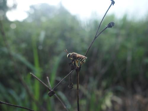 Thick-legged Nomia