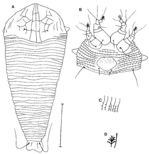 Disella octcella Huang, 2001