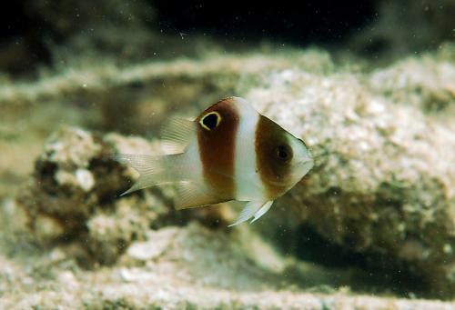 Dischistodus prosopotaenia@fishdb-media-9826 Dischistodus prosopotaenia@fishdb-media-9826