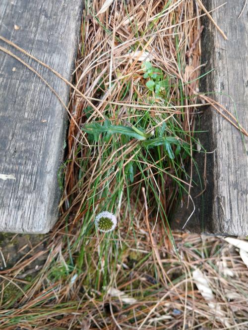 矮菊