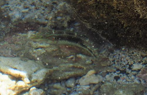 小海豬魚 小海豬魚