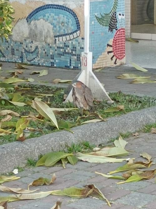 黑冠麻鷺