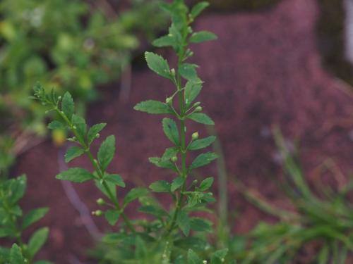 野甘草 野甘草