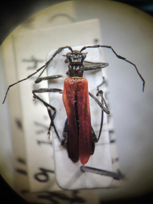 Walteriella sanguinea brevemarginata (Wittmer, 1983)