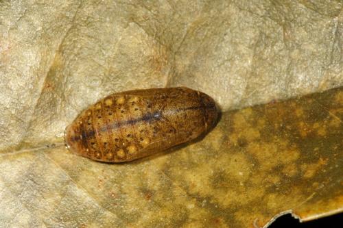 20091004_345692_Arhopala japonica_p.jpg 20091004_345692_Arhopala japonica_p.jpg