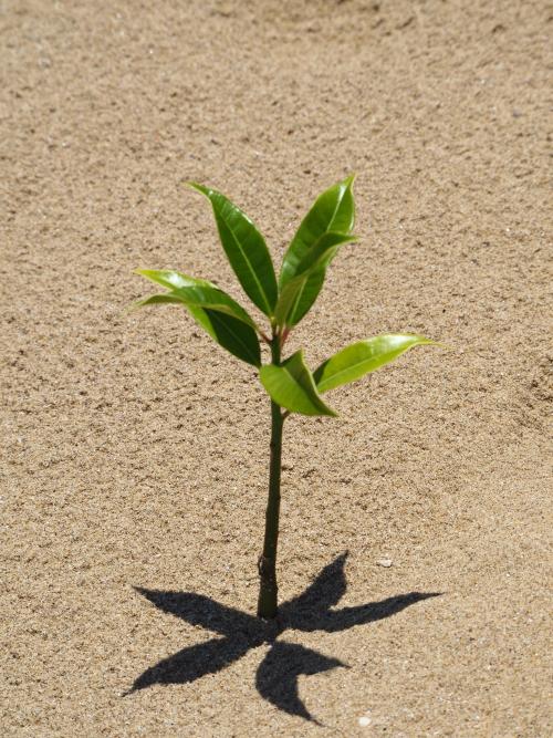海檬果 海檬果