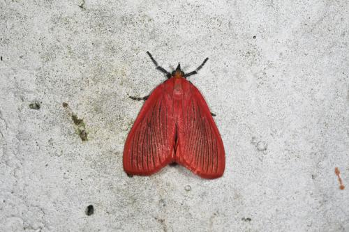 黑脈厚鬚螟蛾／Propachys nigrivena  Walker , 1863