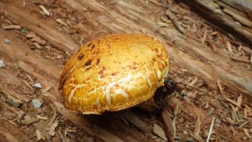 Pholiota aurivella(金毛鱗傘)