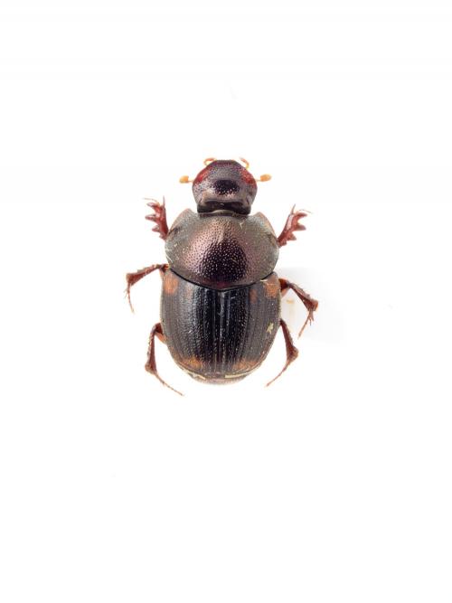 Onthophagus (Gibbonthophagus) proletarius Harold, 1875(1)