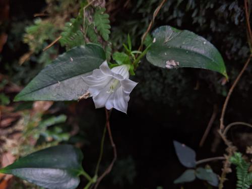 臺北肺形草 臺北肺形草