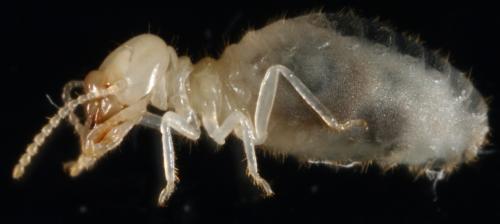 Worker of Pericapritermes nitobei