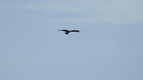 黑鳶 黑鳶