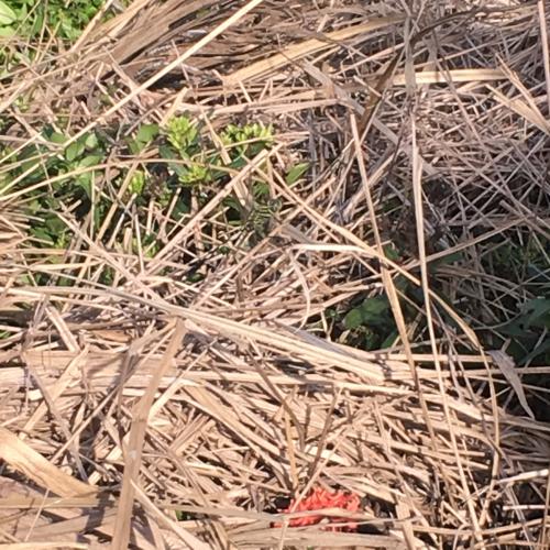 狹腹灰蜻 (杜松蜻蜓) 狹腹灰蜻 (杜松蜻蜓)
