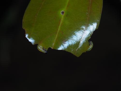 樟葉蜂 樟葉蜂