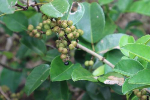 兩面針 兩面針
