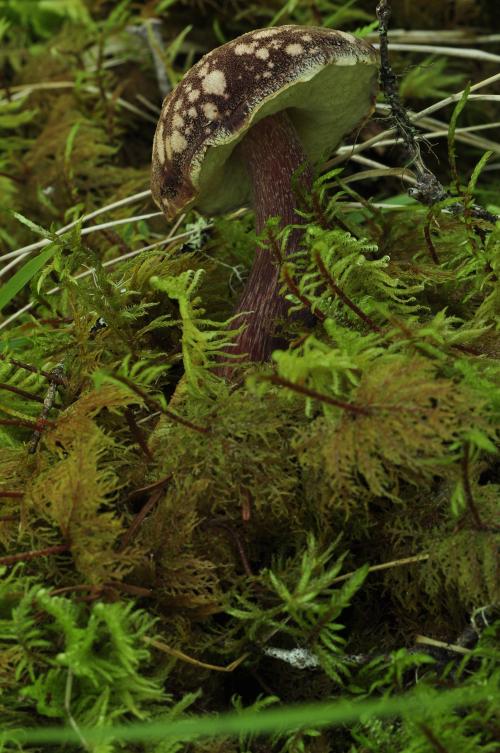 Boletellus mirabilis(絨班條孢牛肝菌)